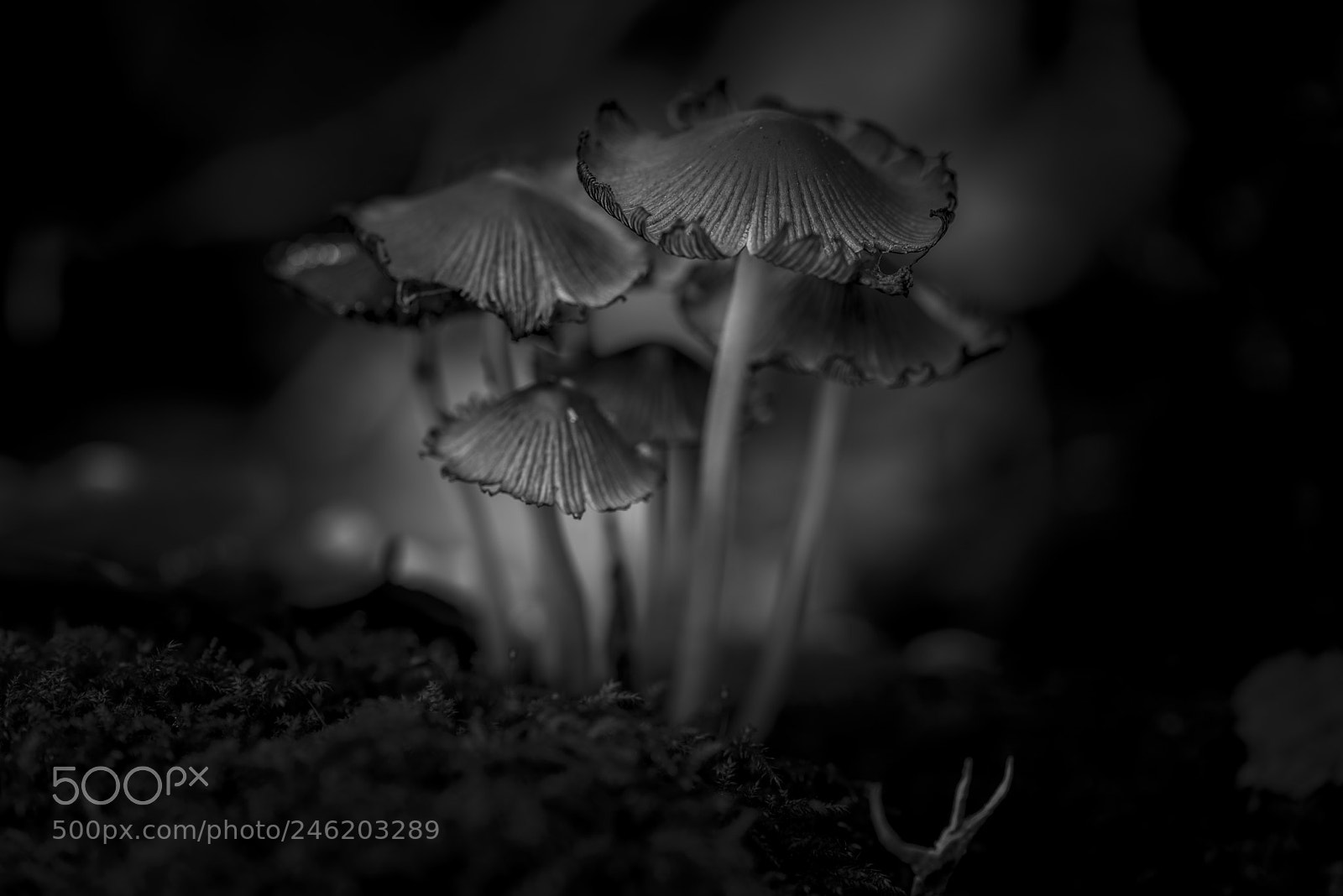 Nikon D600 sample photo. 20171115-11.jpg photography