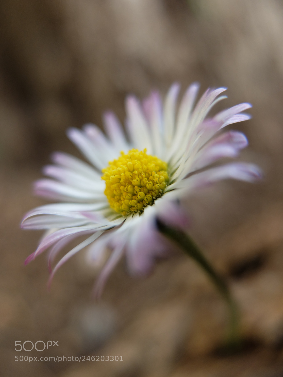 Fujifilm X20 sample photo. Spring photography