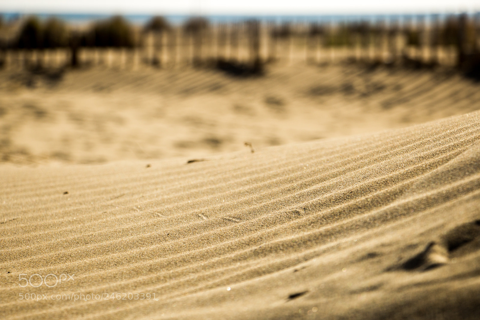 Canon EOS 1200D (EOS Rebel T5 / EOS Kiss X70 / EOS Hi) sample photo. Sand waves photography