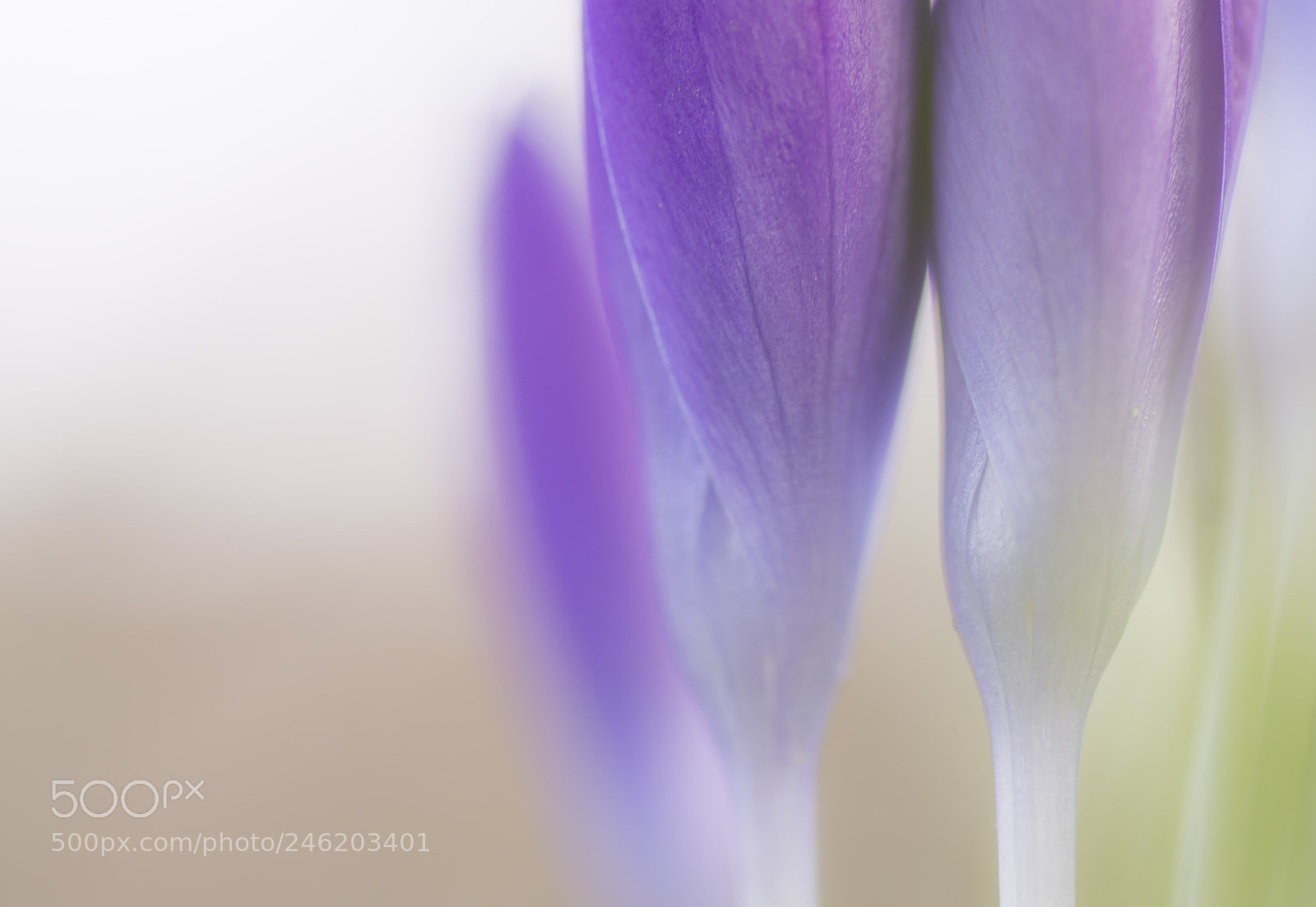 Sony SLT-A58 sample photo. Crocus impression photography