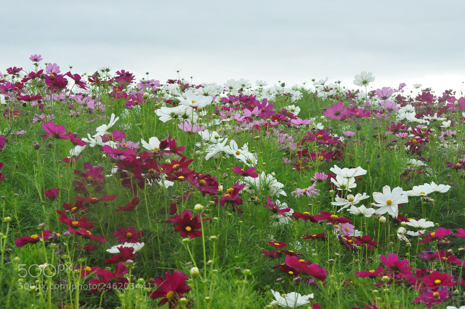 Nikon D5000 sample photo. Thinking thoughts of spring photography
