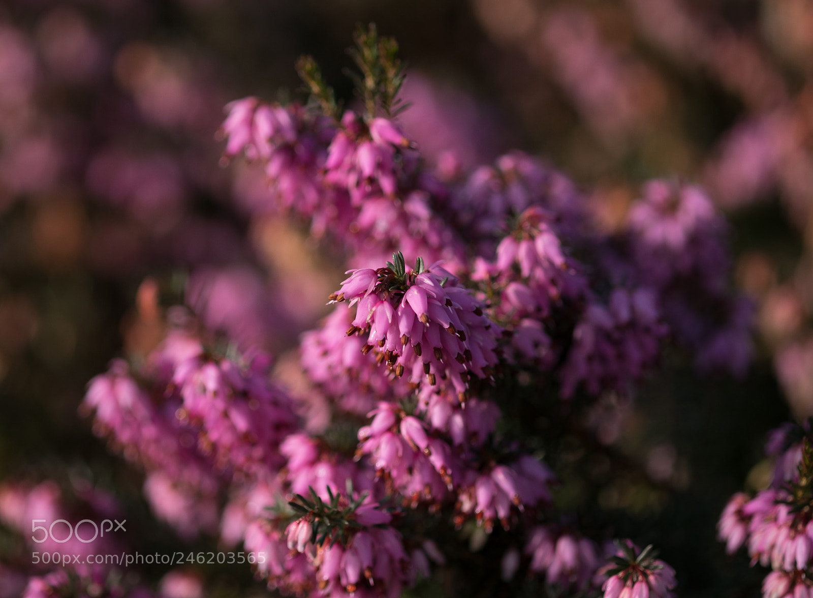 Fujifilm X-T2 sample photo. Winter heather photography