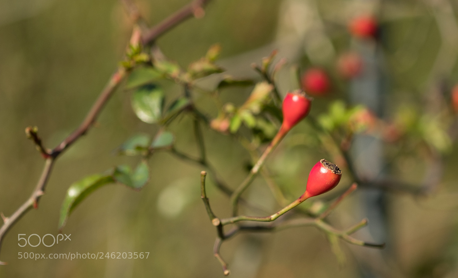 Fujifilm X-T2 sample photo. Rose hips photography