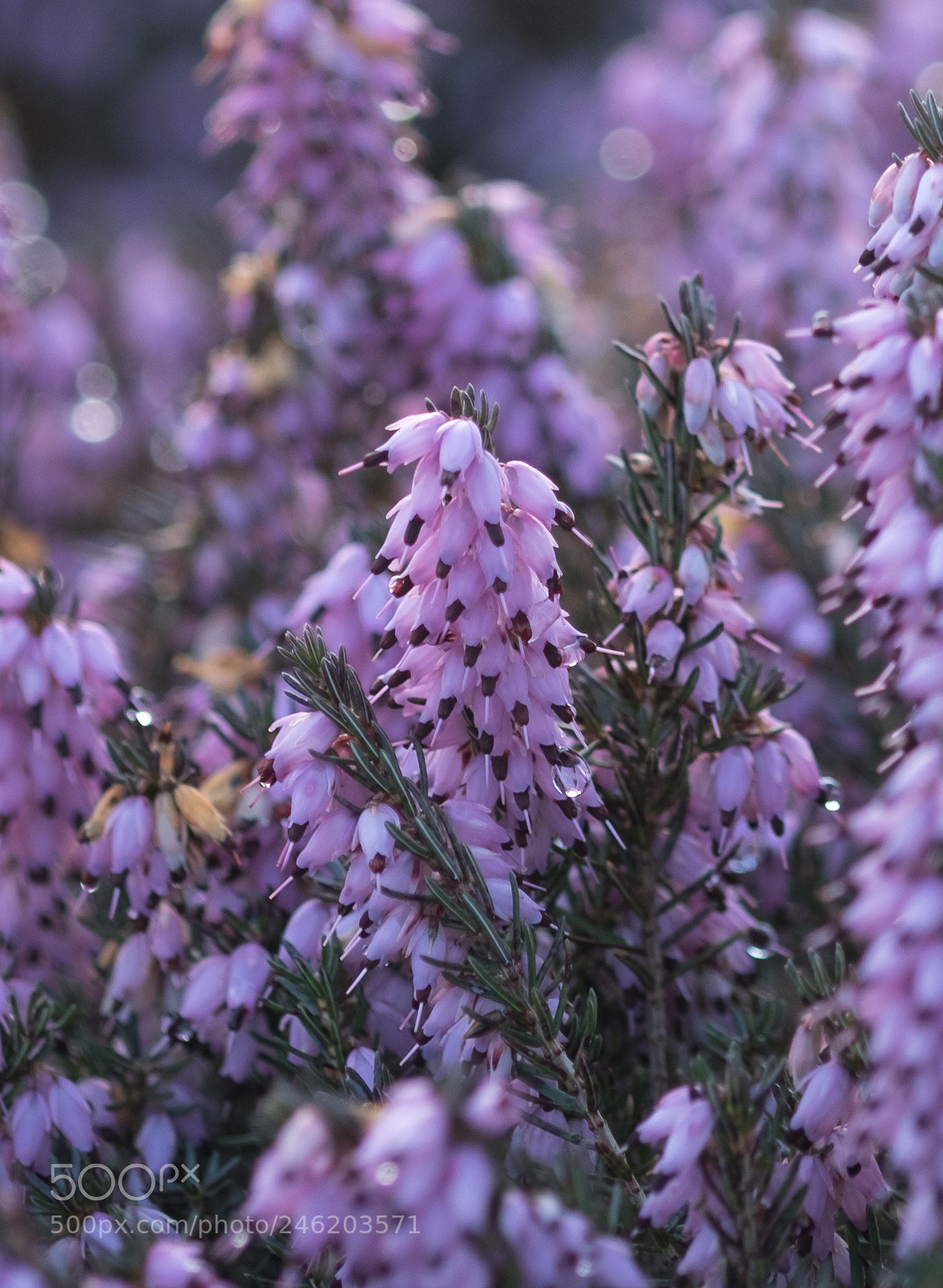 Fujifilm X-T2 sample photo. Winter heather photography