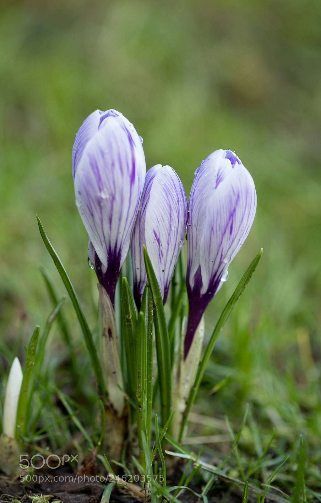 Fujifilm X-T2 sample photo. Crocus photography