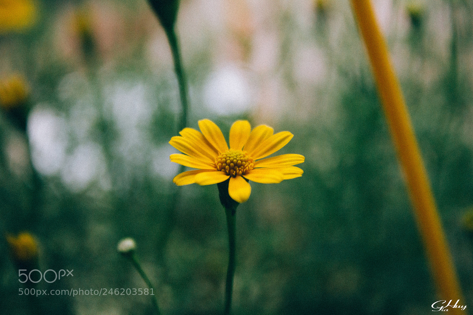 Canon EOS 60D sample photo. Flower #1 photography