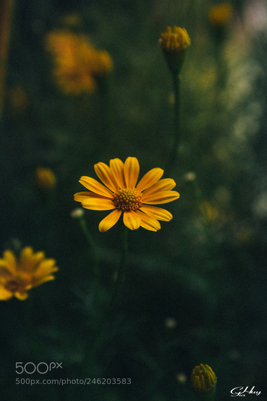 Canon EOS 60D sample photo. Flower #2 photography