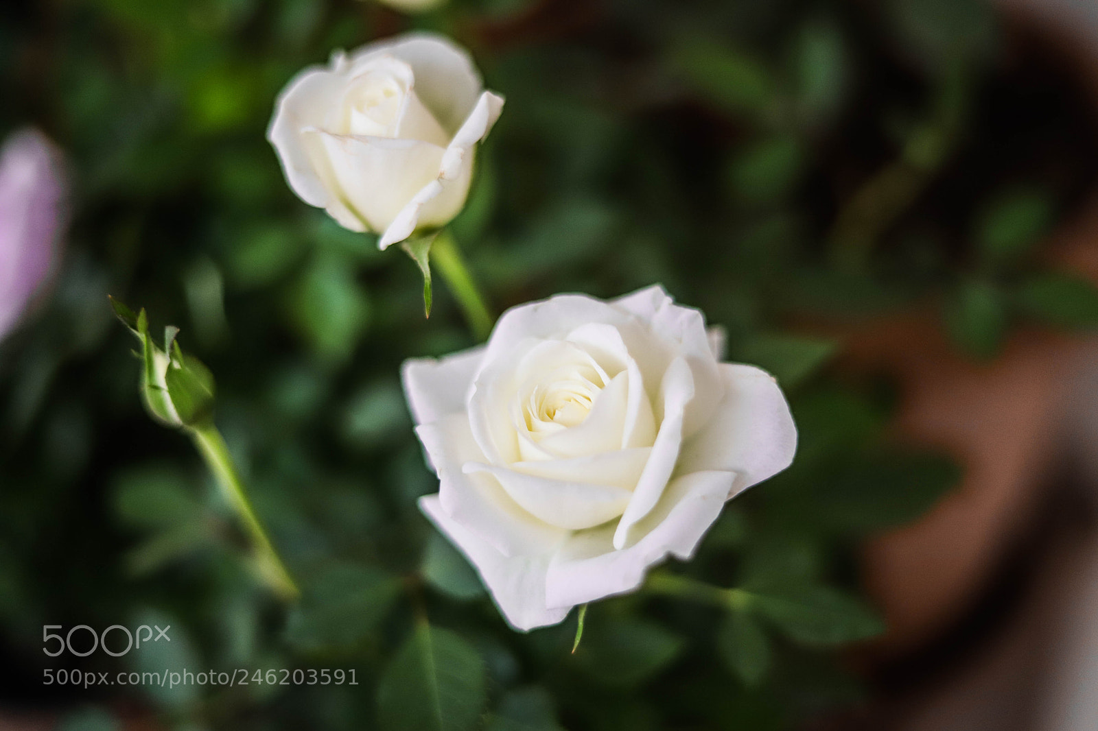 Canon EOS 6D Mark II sample photo. White rose photography