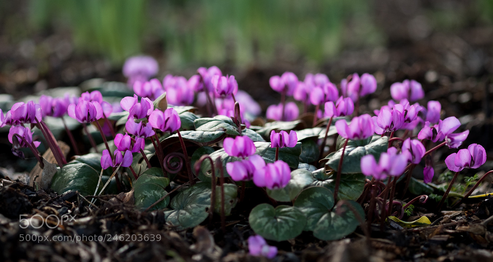 Fujifilm X-T2 sample photo. Cyclamen photography