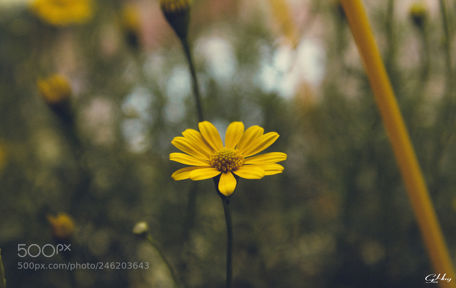 Canon EOS 60D sample photo. Flower #3 photography