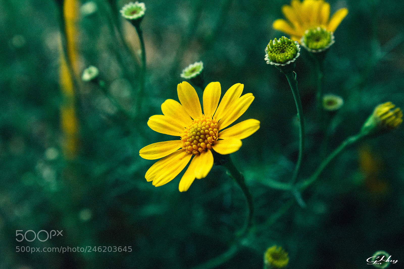 Canon EOS 60D sample photo. Flower #4 photography