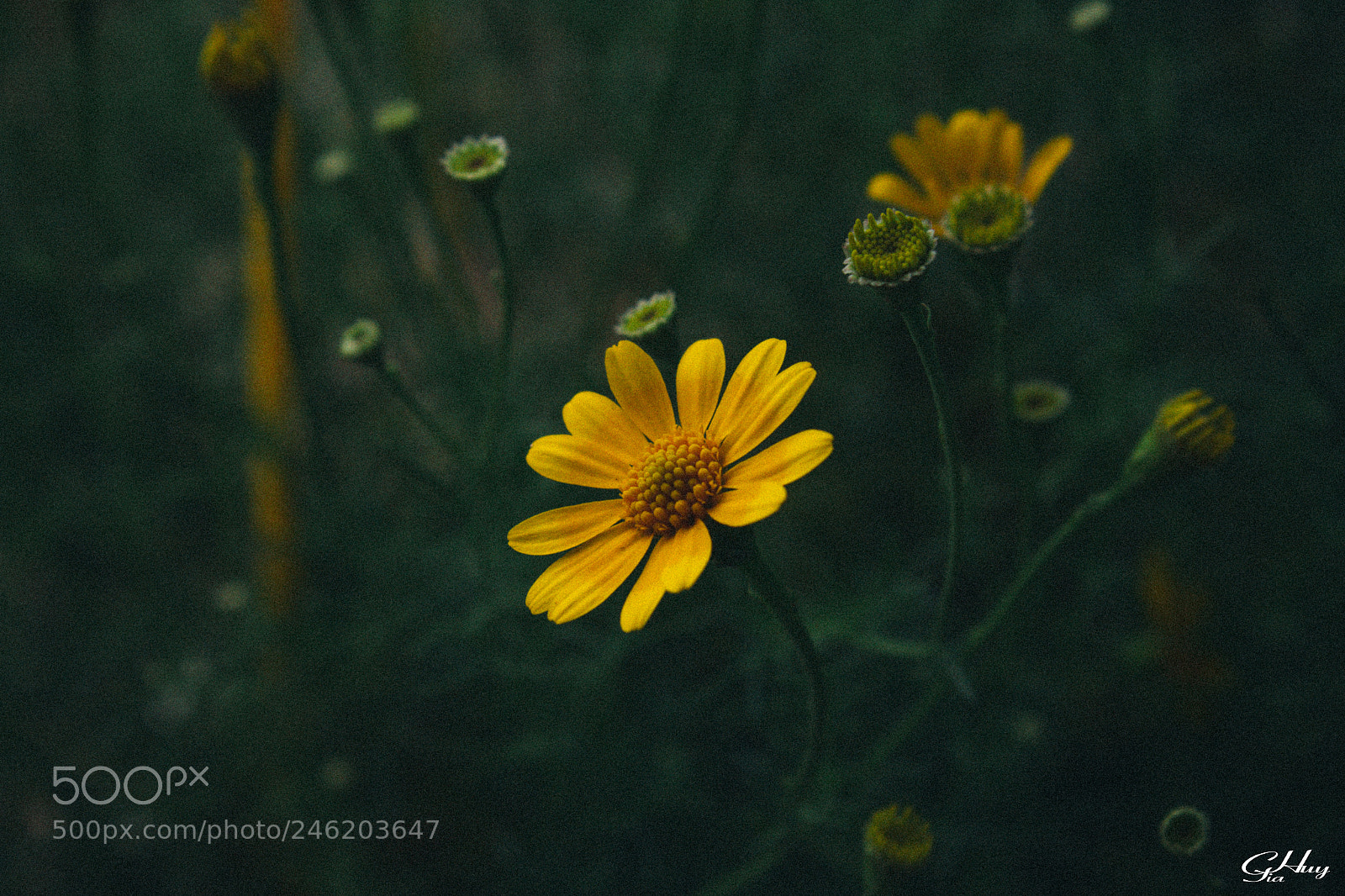 Canon EOS 60D sample photo. Flower #5 photography