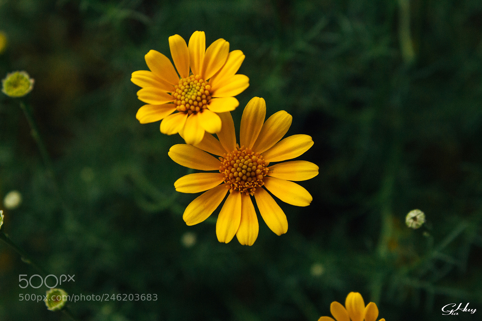 Canon EOS 60D sample photo. Flower #5 photography