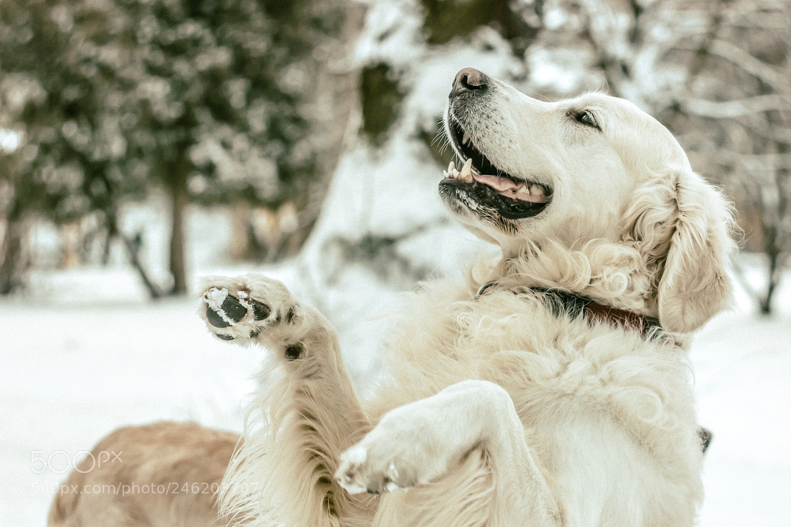 Canon EOS 600D (Rebel EOS T3i / EOS Kiss X5) sample photo. Funny doggie photography