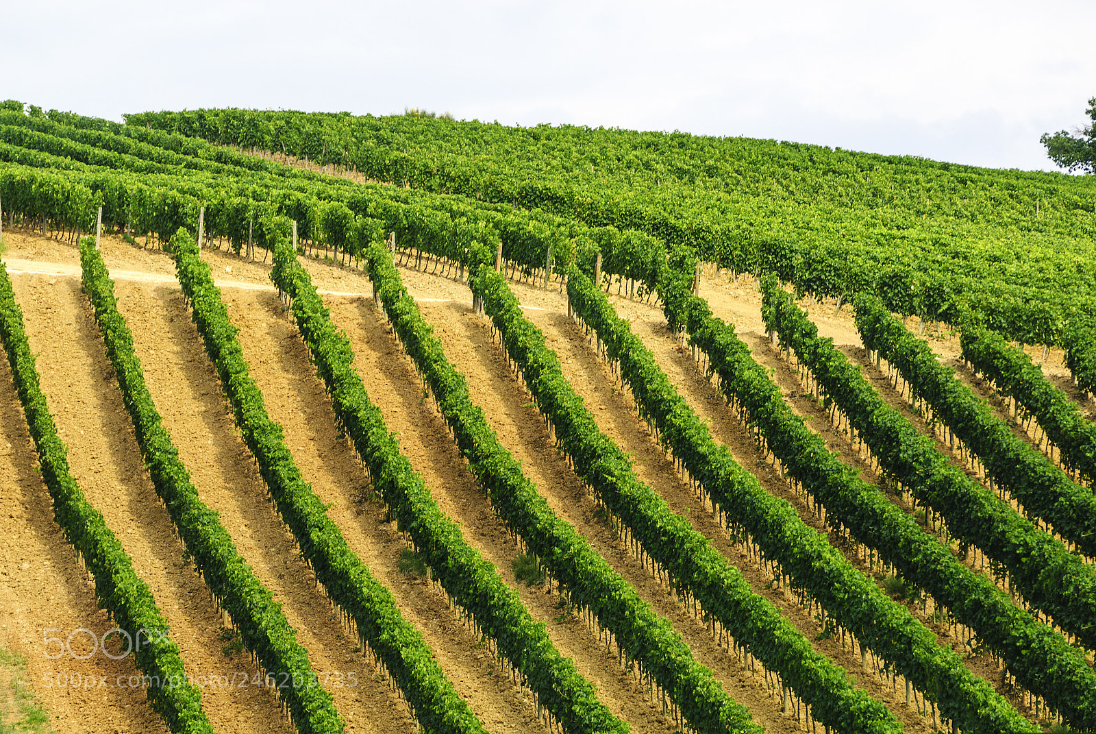 Nikon D200 sample photo. Vineyards of montalcino (tuscany) photography