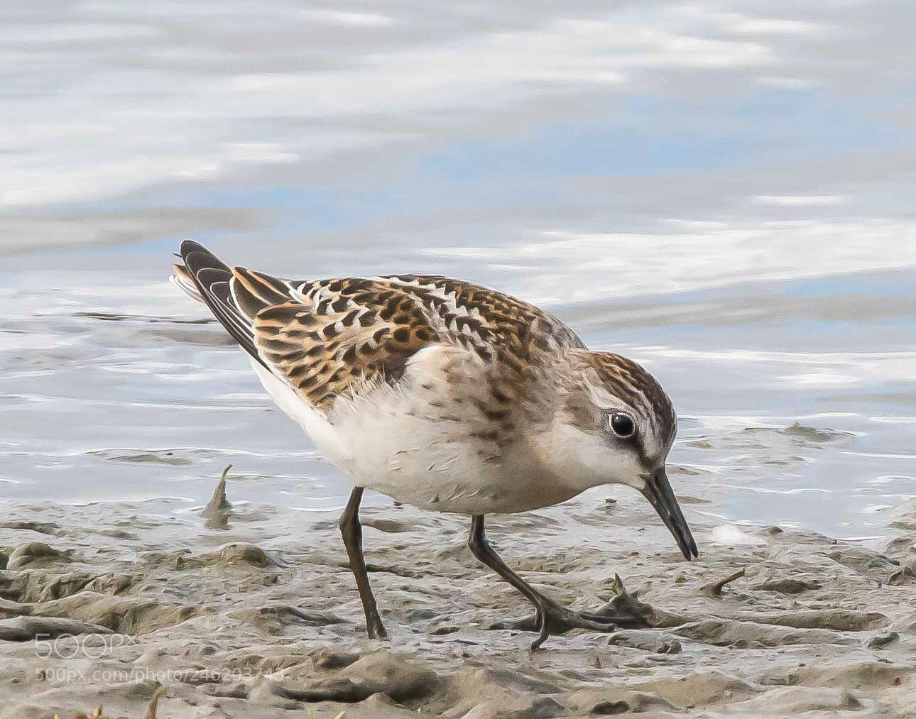 Canon EOS 7D Mark II sample photo. Little stint photography
