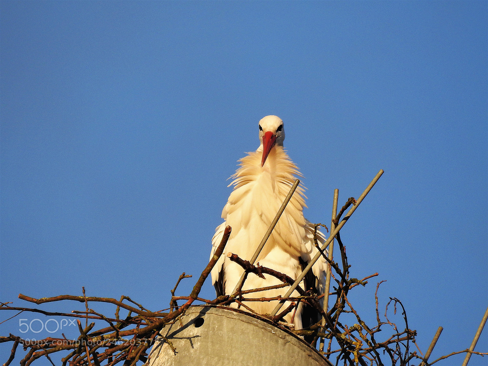 Nikon Coolpix P900 sample photo. Angry bird photography
