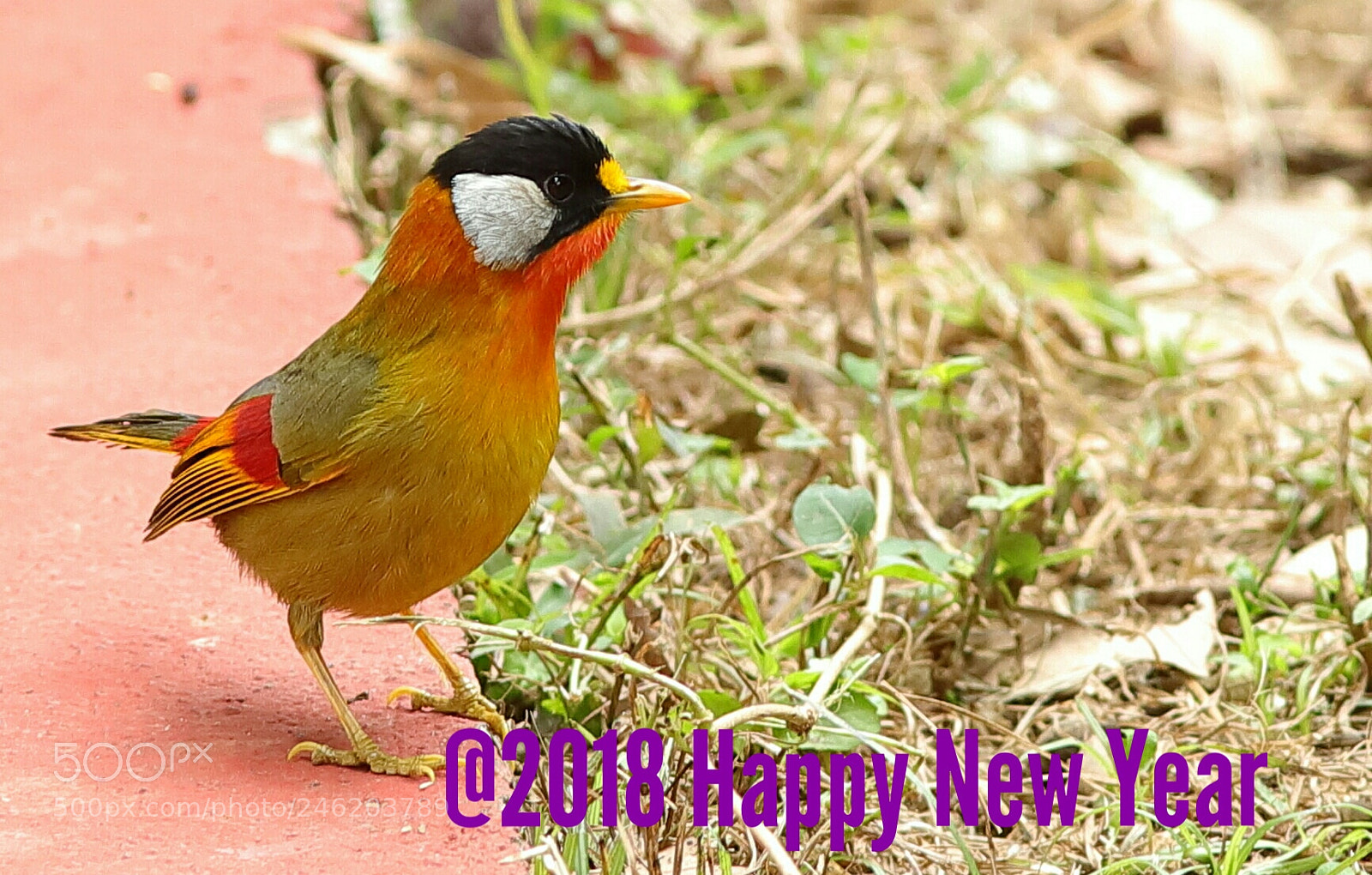 Canon EOS 6D Mark II sample photo. Untitled photography