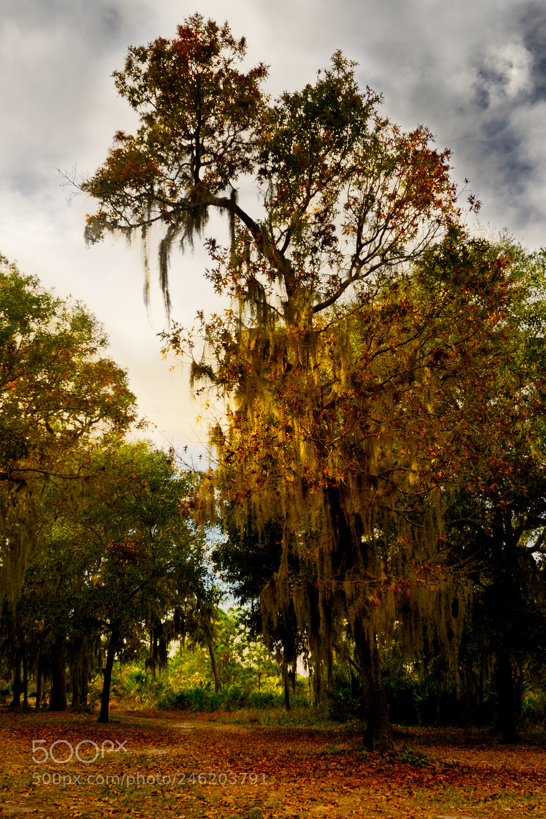 Sony a7 sample photo. Winter glow. - proverbs photography