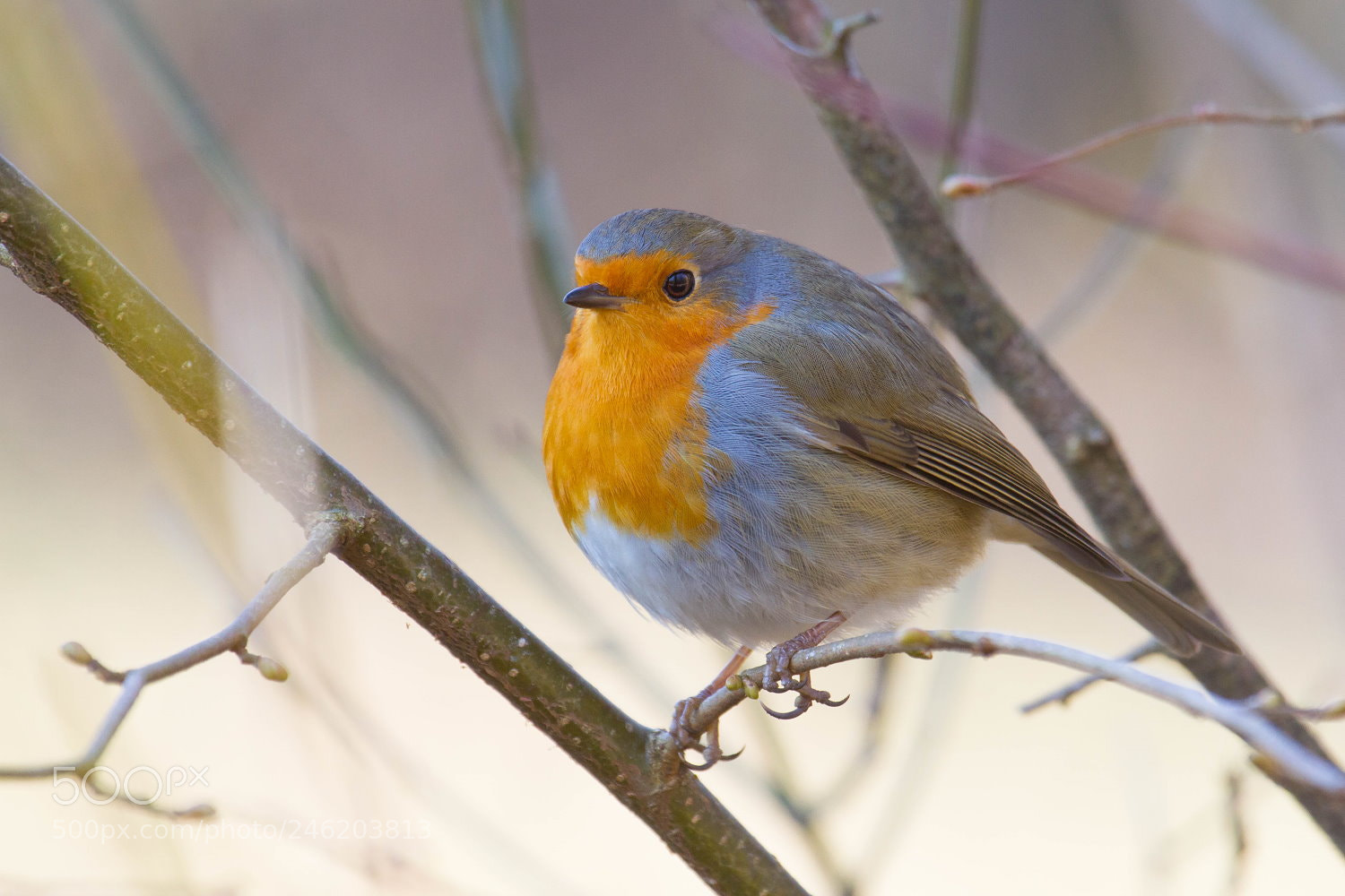 Canon EOS 7D sample photo. Robin photography
