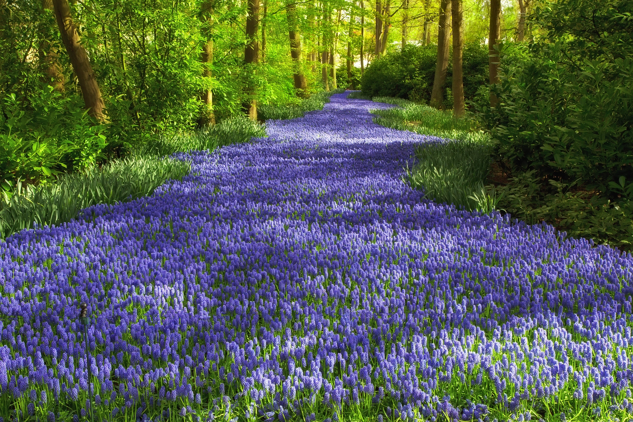 River of flowers in Keukenhof flower garden