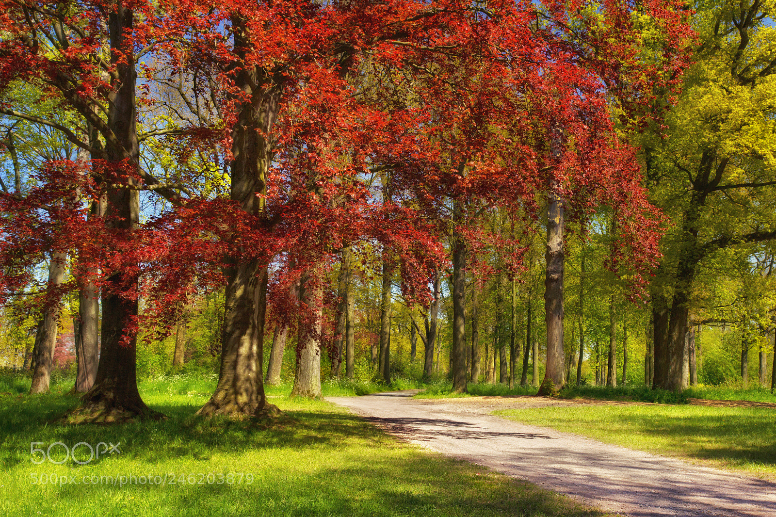 Canon EOS 60D sample photo. Path in the spring photography