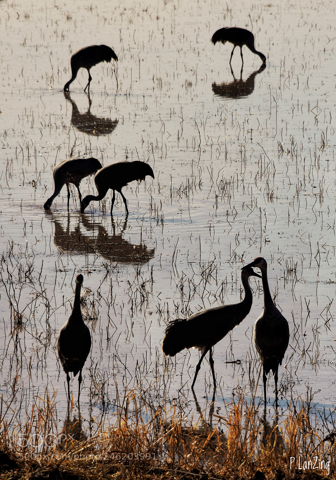 Nikon D810 sample photo. Sandhill cranes in silhouette photography
