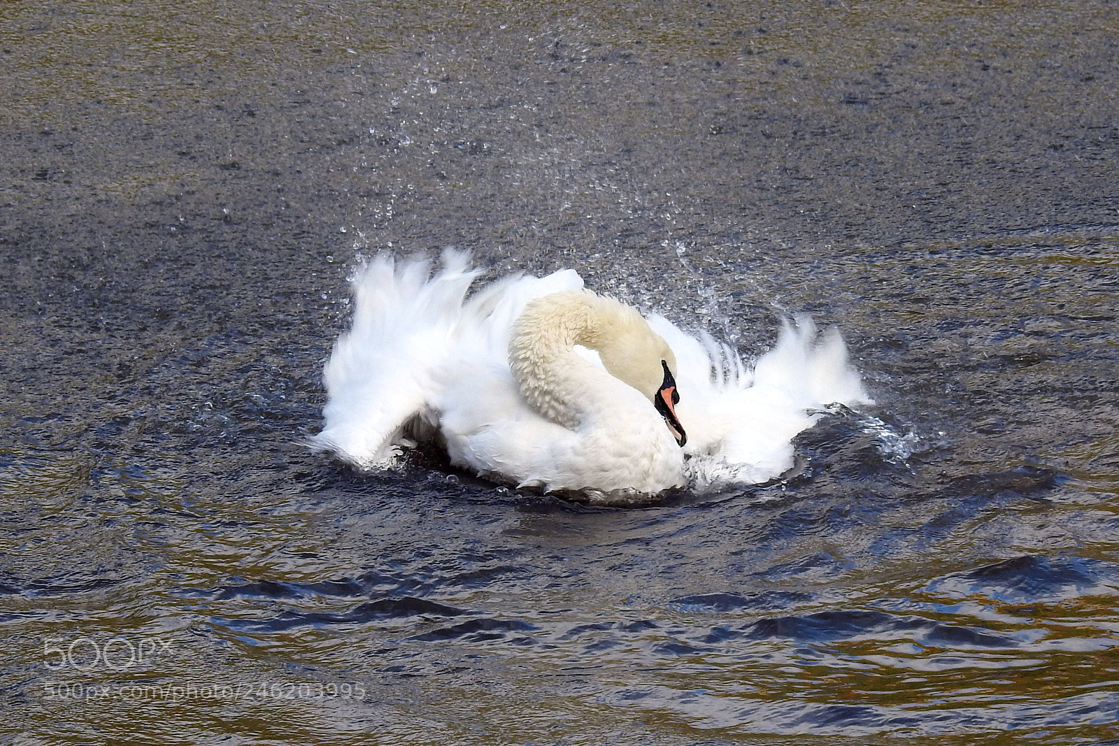 Nikon Coolpix P900 sample photo. Swan splashing photography