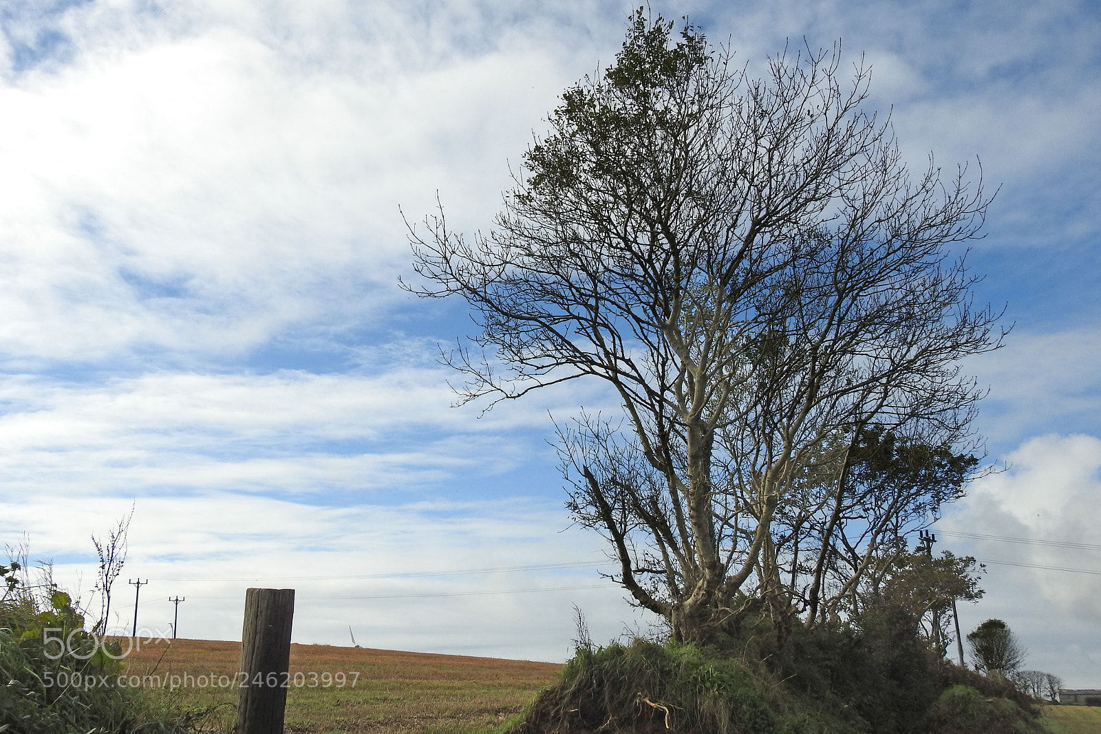 Nikon Coolpix P900 sample photo. Autumn tree photography