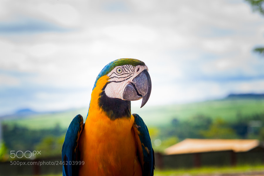 Canon EOS-1D Mark II sample photo. Arara canindé photography