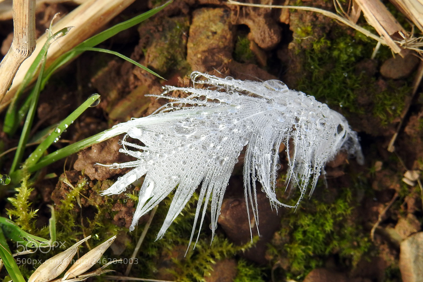Nikon Coolpix P900 sample photo. White feather photography