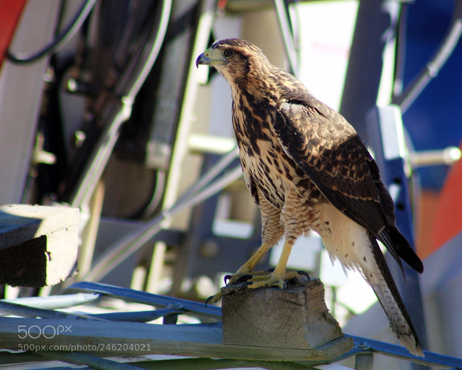 Canon EOS 50D sample photo. Roadside hawk at the photography