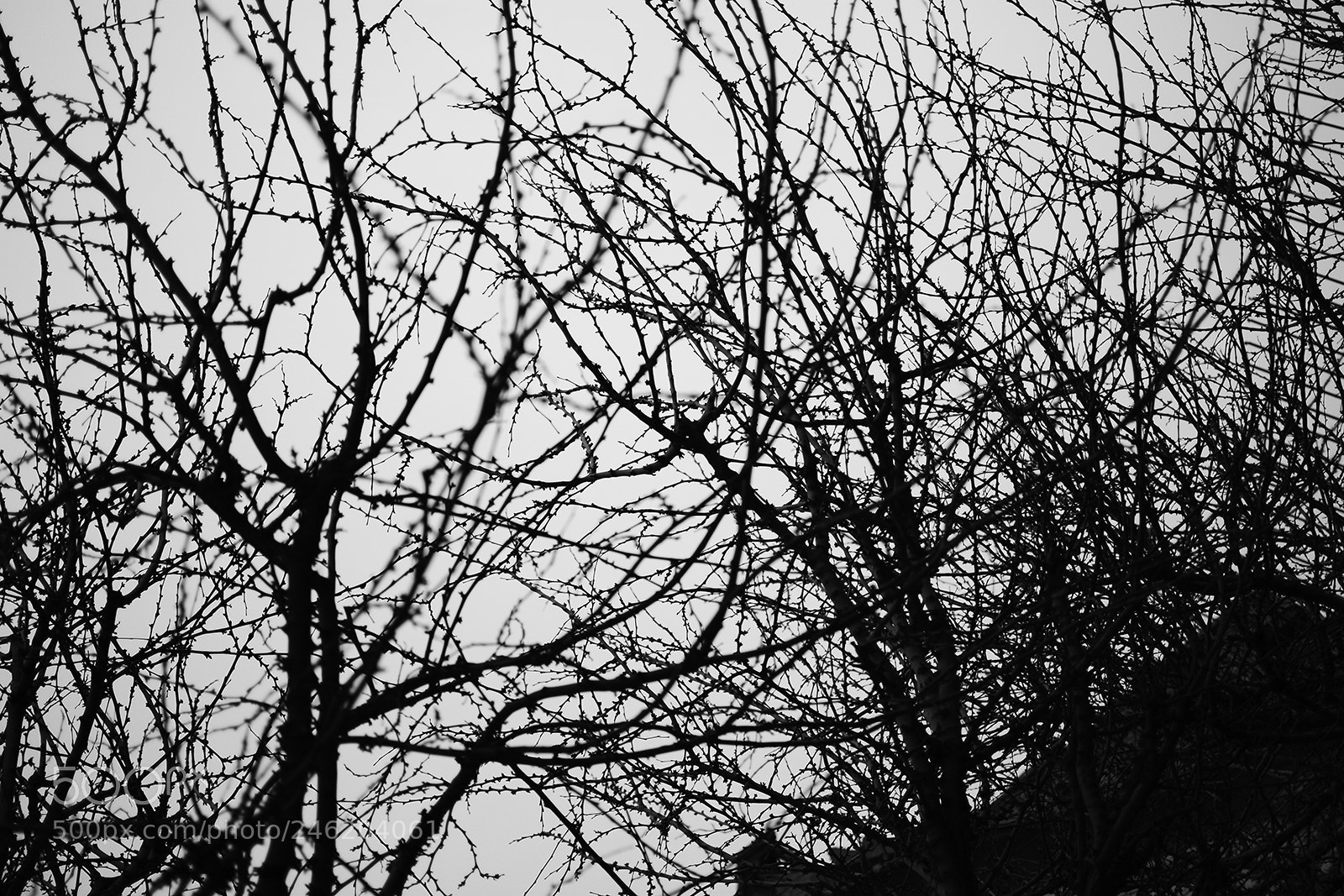 Nikon D7100 sample photo. Black & white photography