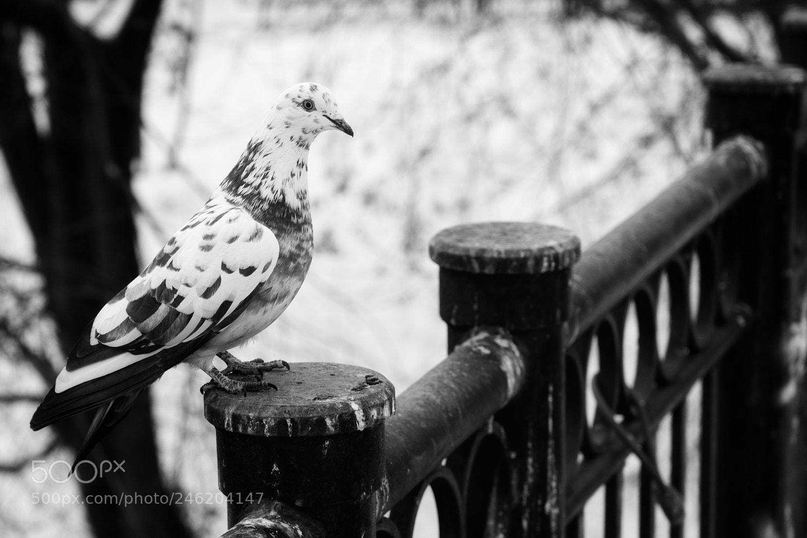 Nikon D600 sample photo. Pigeon photography