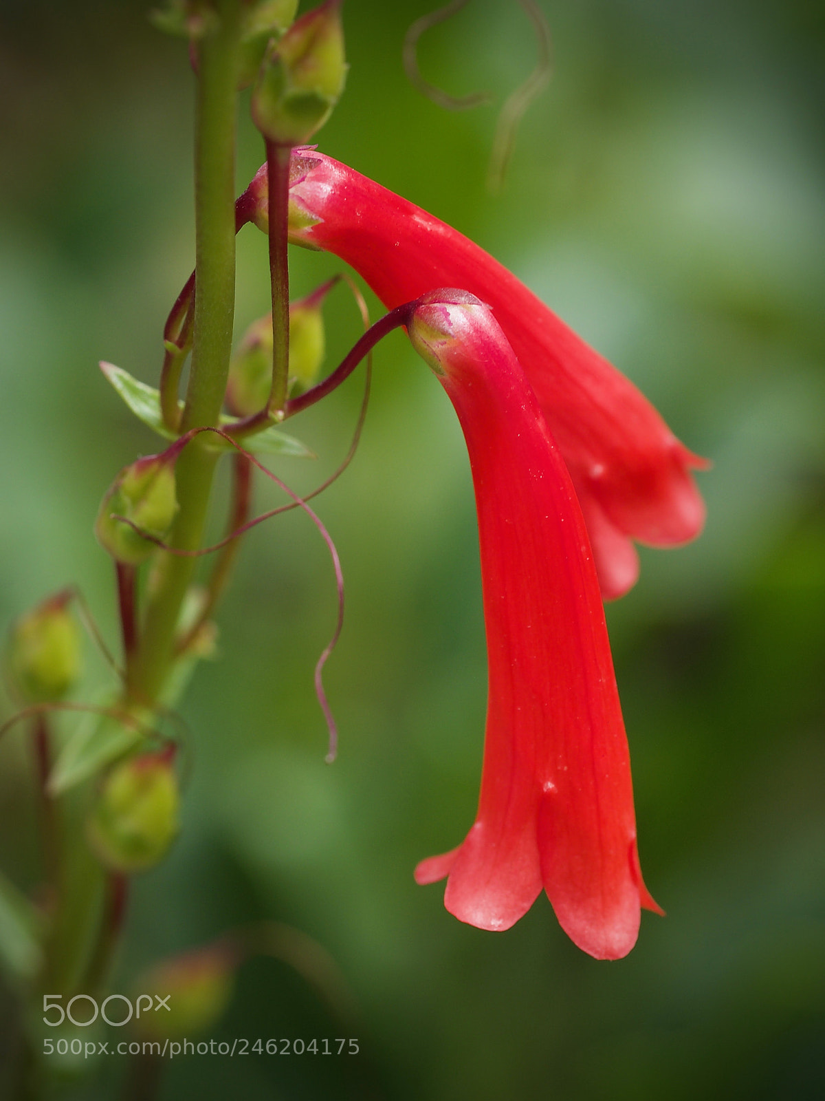 Olympus OM-D E-M5 II sample photo. Red trumpet flowers ... photography