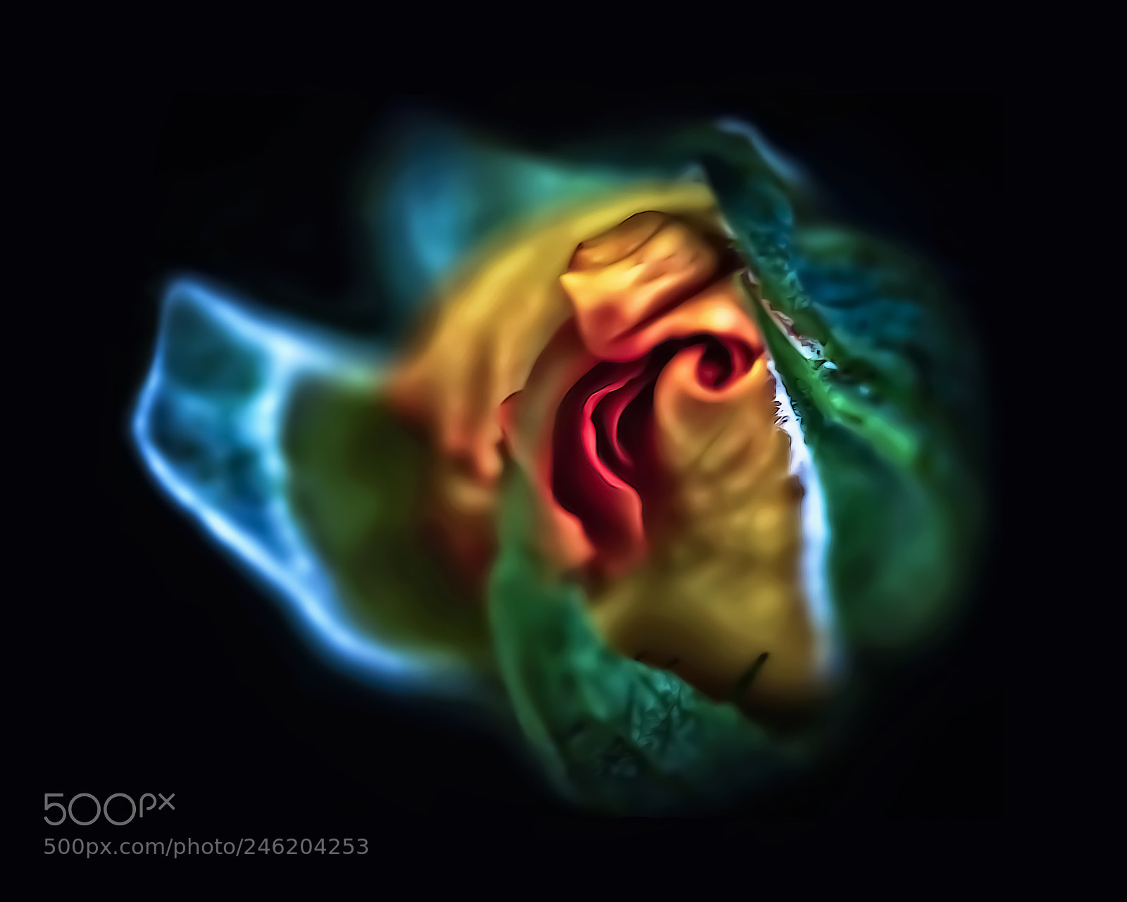 Canon EOS 50D sample photo. Rose bud 2 photography