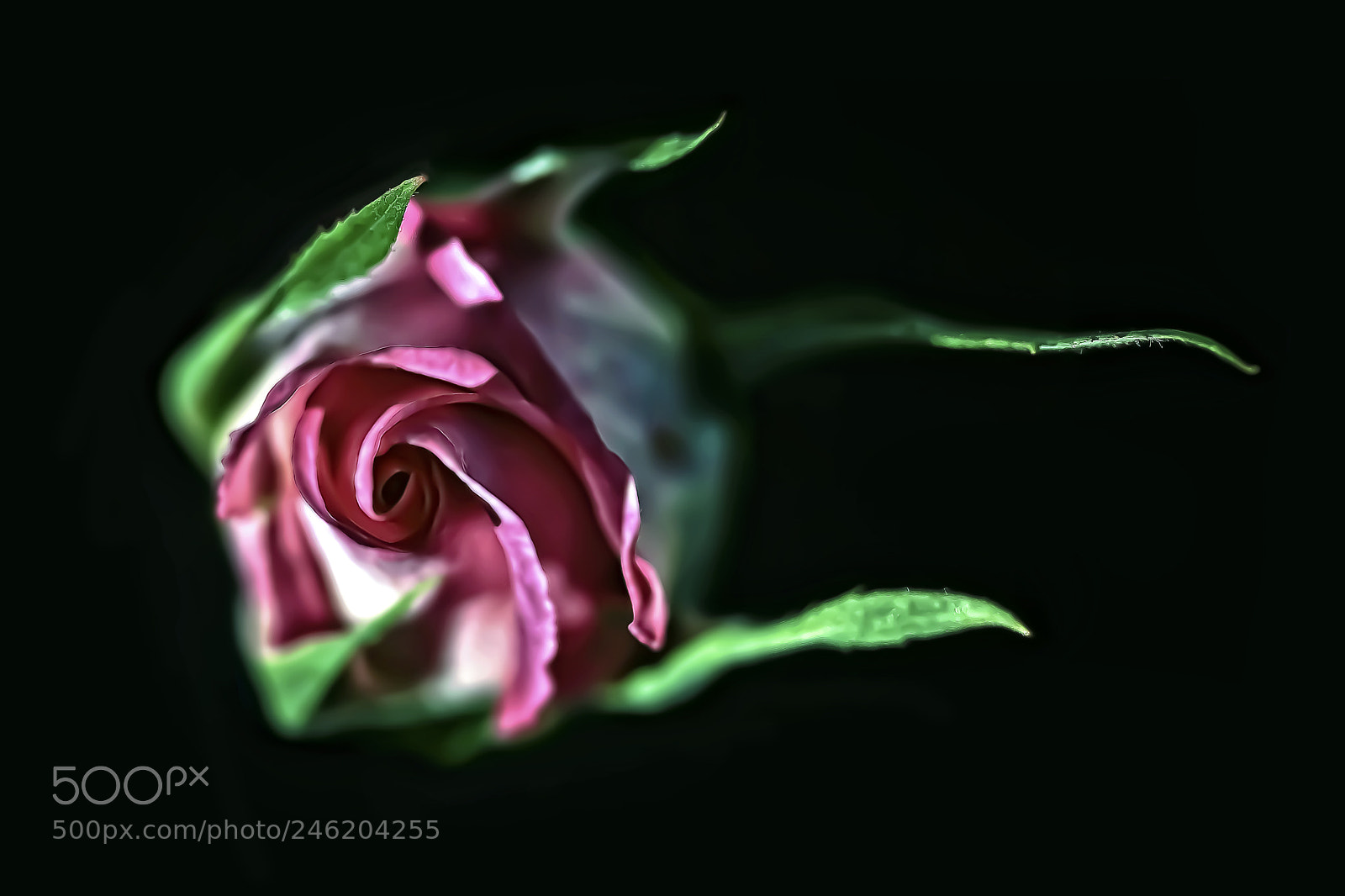 Canon EOS 50D sample photo. Rose bud 3 photography