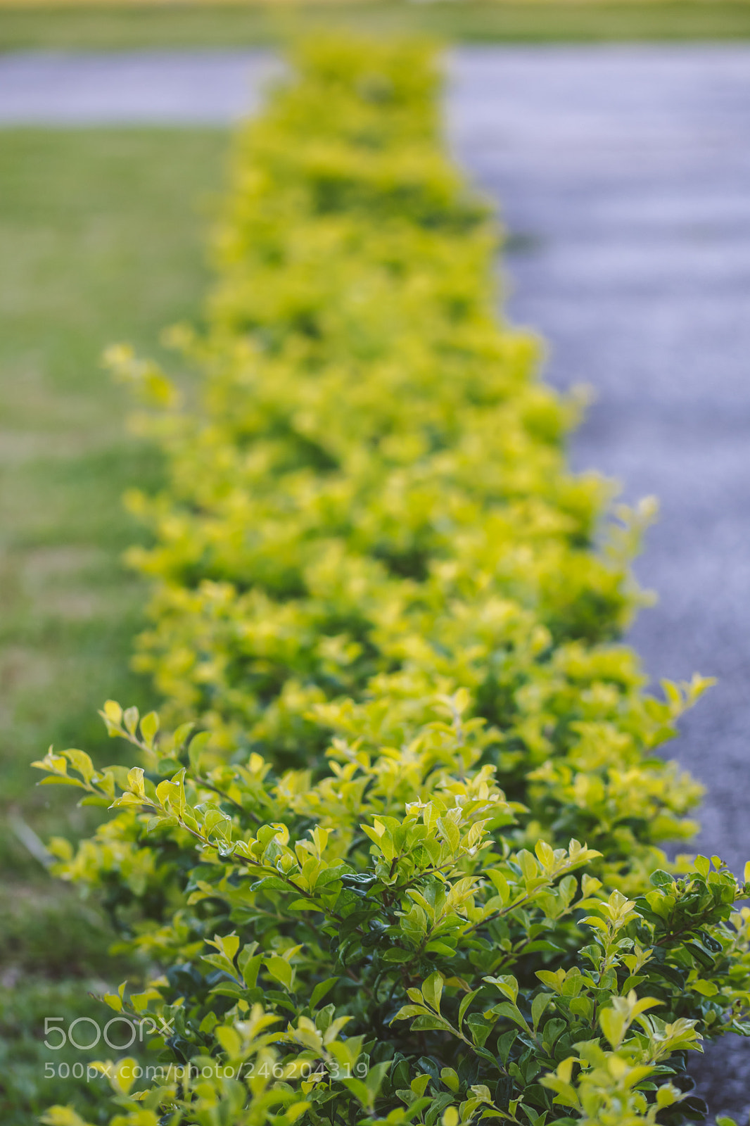 Nikon D500 sample photo. Jardin photography