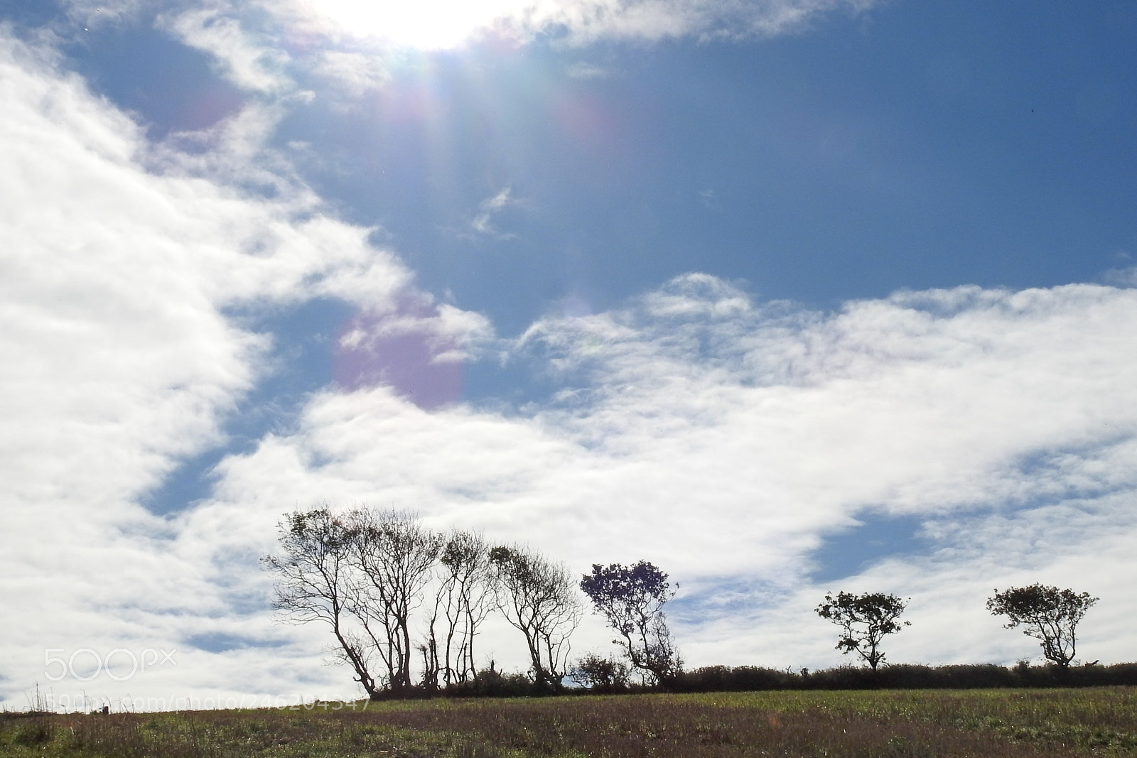 Nikon Coolpix P900 sample photo. Line of trees photography