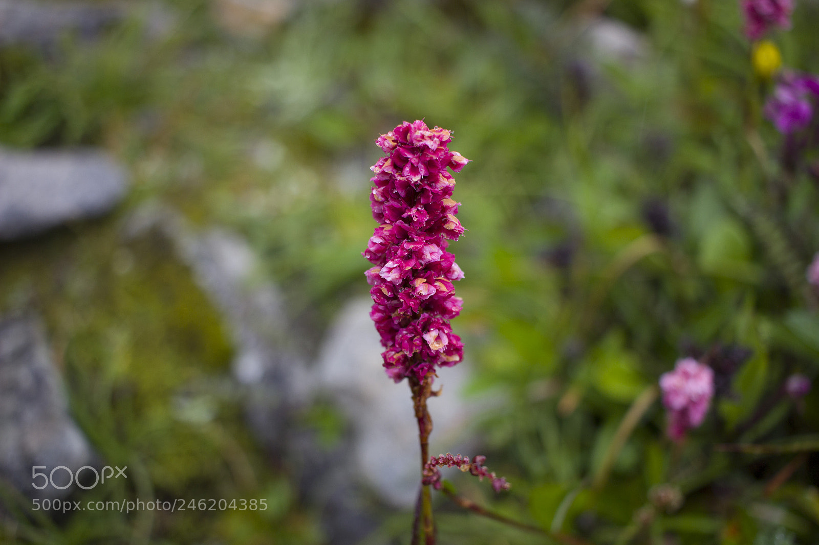 Canon EOS 600D (Rebel EOS T3i / EOS Kiss X5) sample photo. High altitude flower photography
