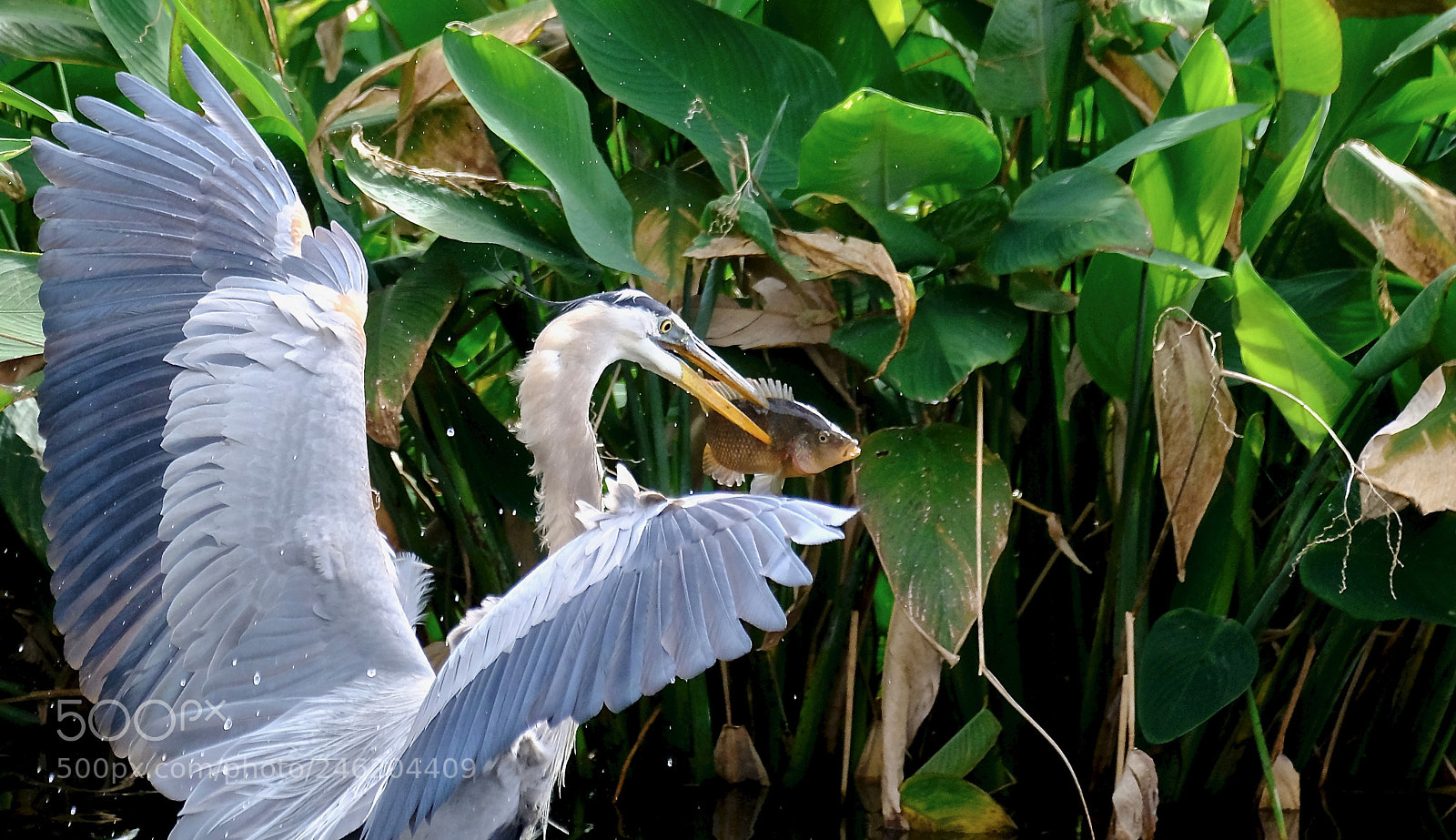 Fujifilm X-T2 sample photo. Wetland hunter photography