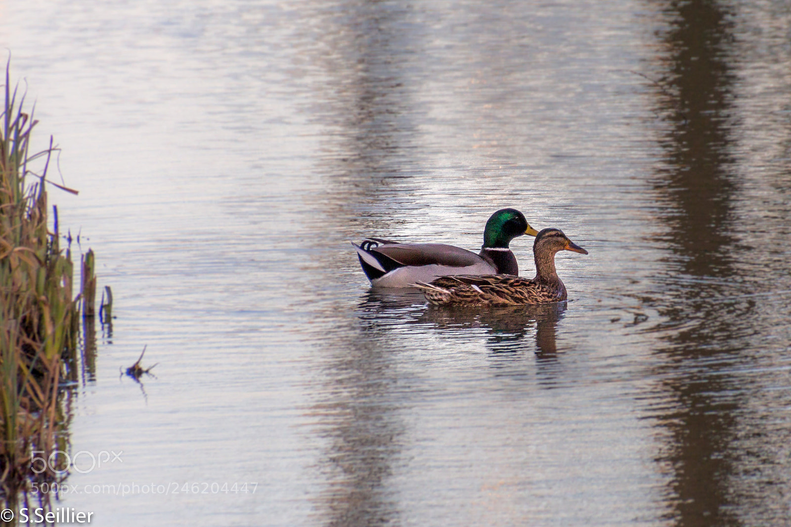 Canon EOS 700D (EOS Rebel T5i / EOS Kiss X7i) sample photo. St valentin <3 photography