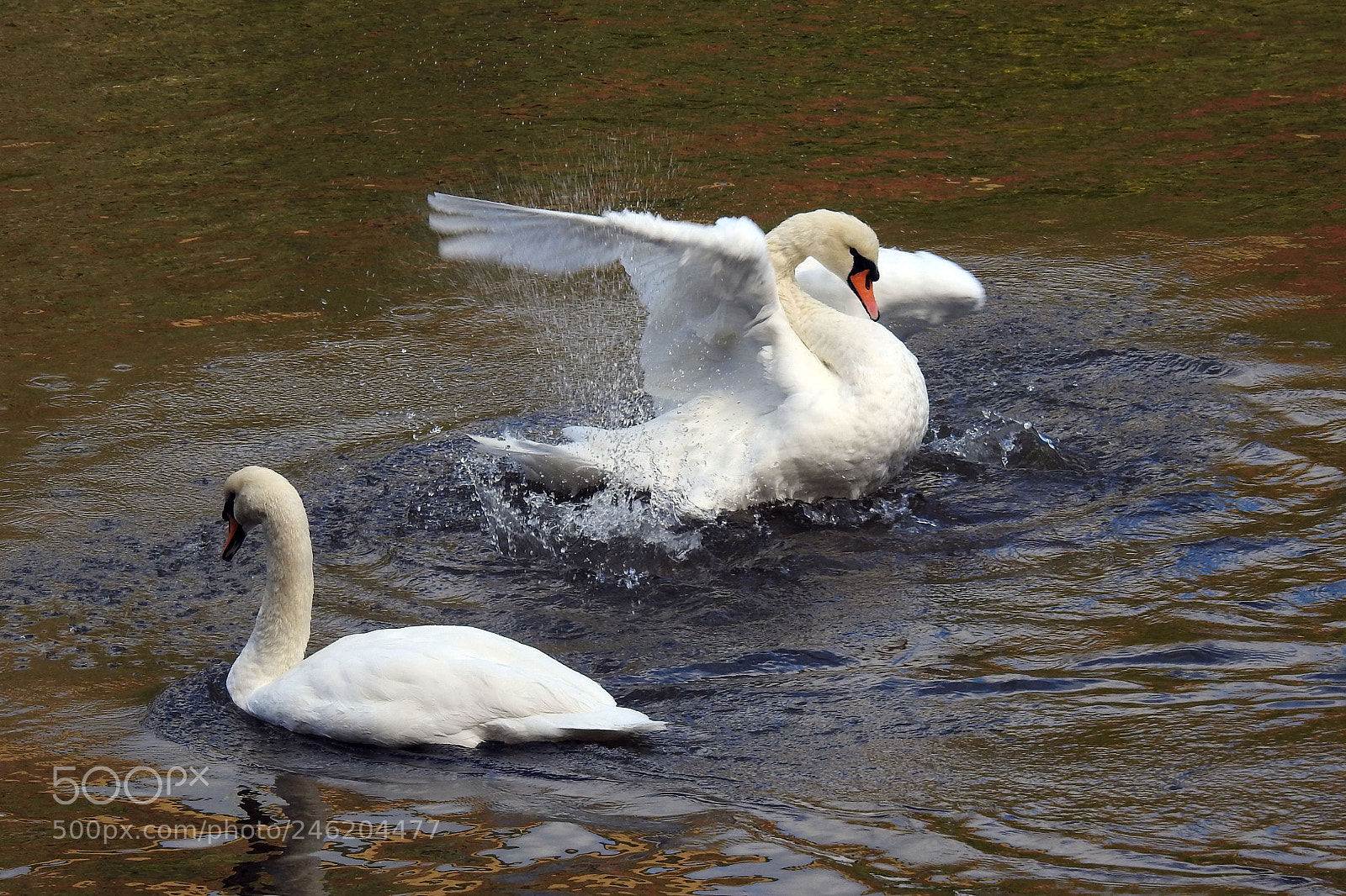 Nikon Coolpix P900 sample photo. 2 swans photography