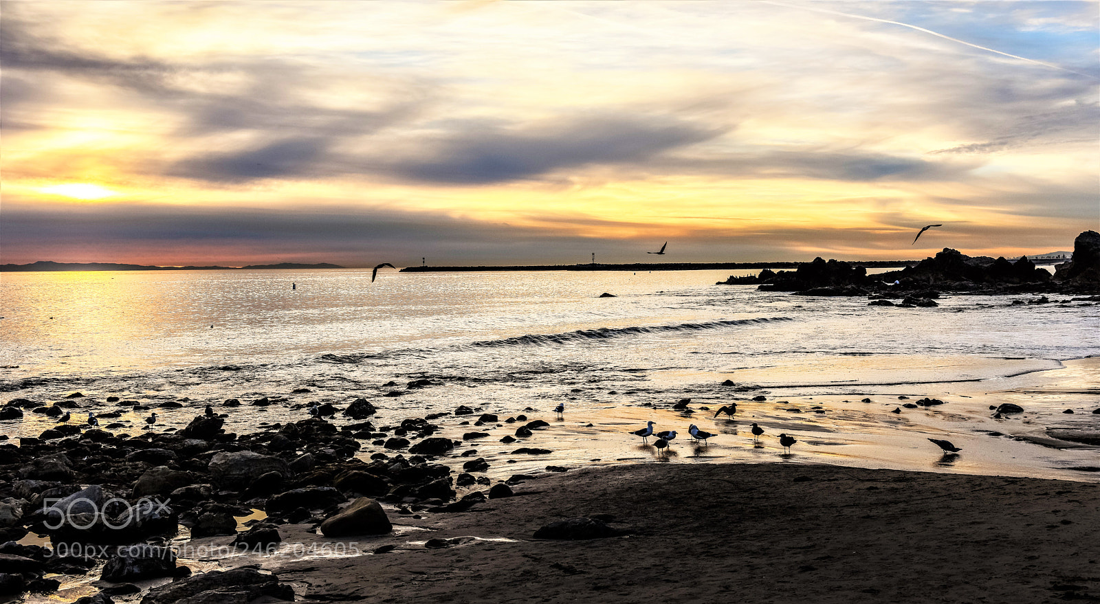 Nikon D810 sample photo. Seagull watering hole! photography