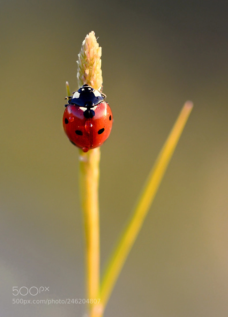 Nikon D7100 sample photo. Ugur bocegi photography