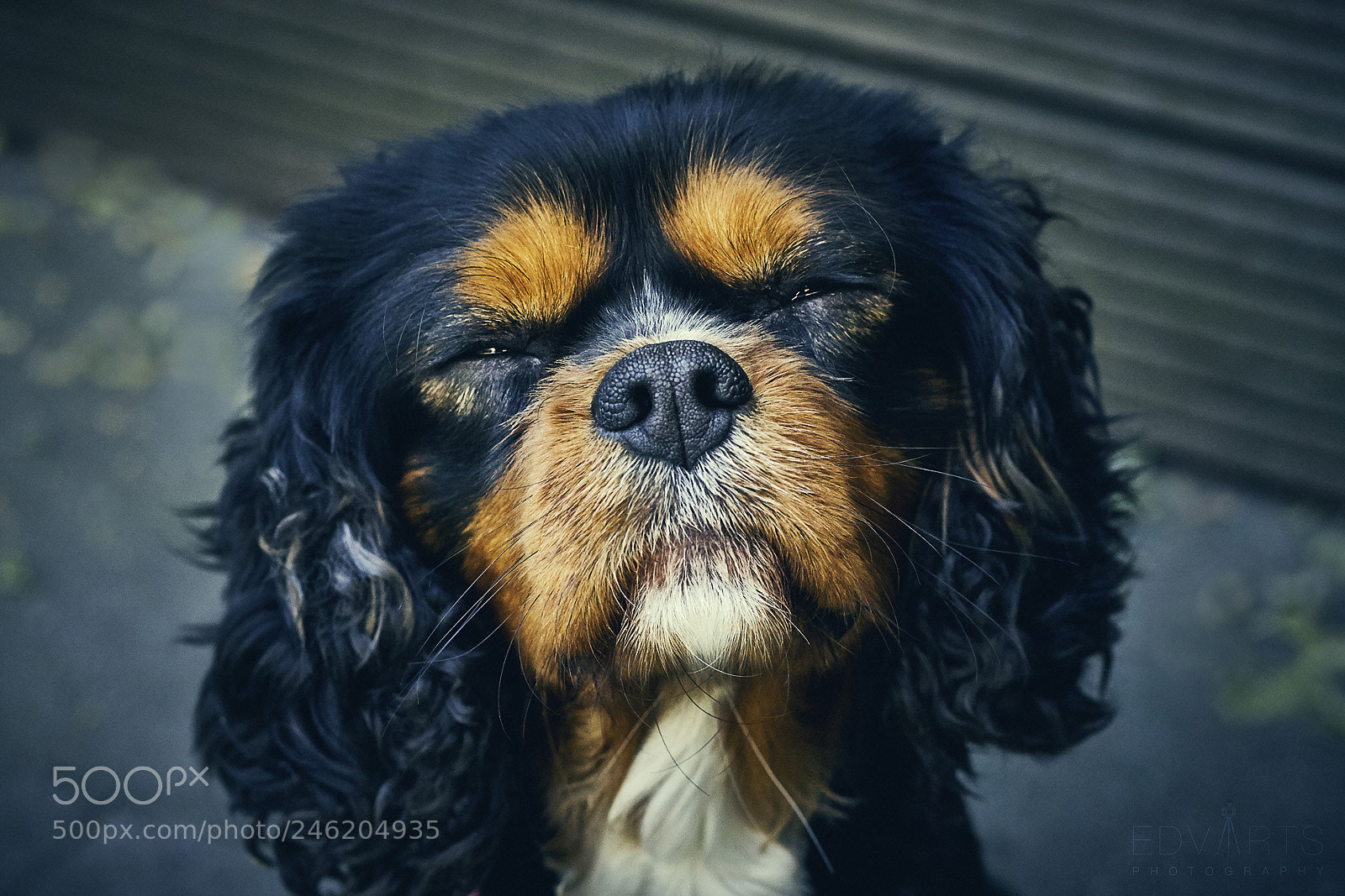 Canon EOS 40D sample photo. Louis ii photography