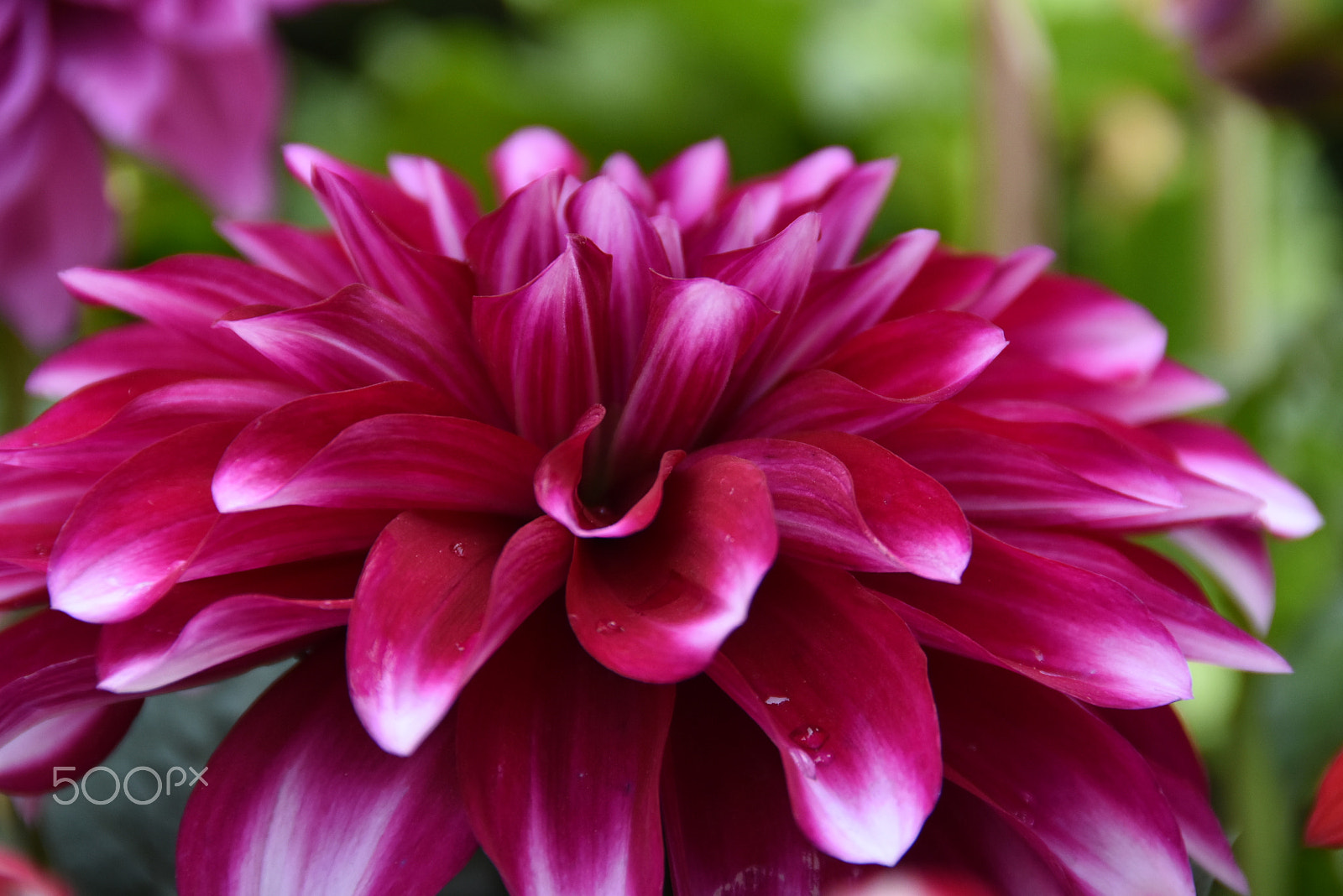 Nikon D7200 sample photo. Flower painted.... photography