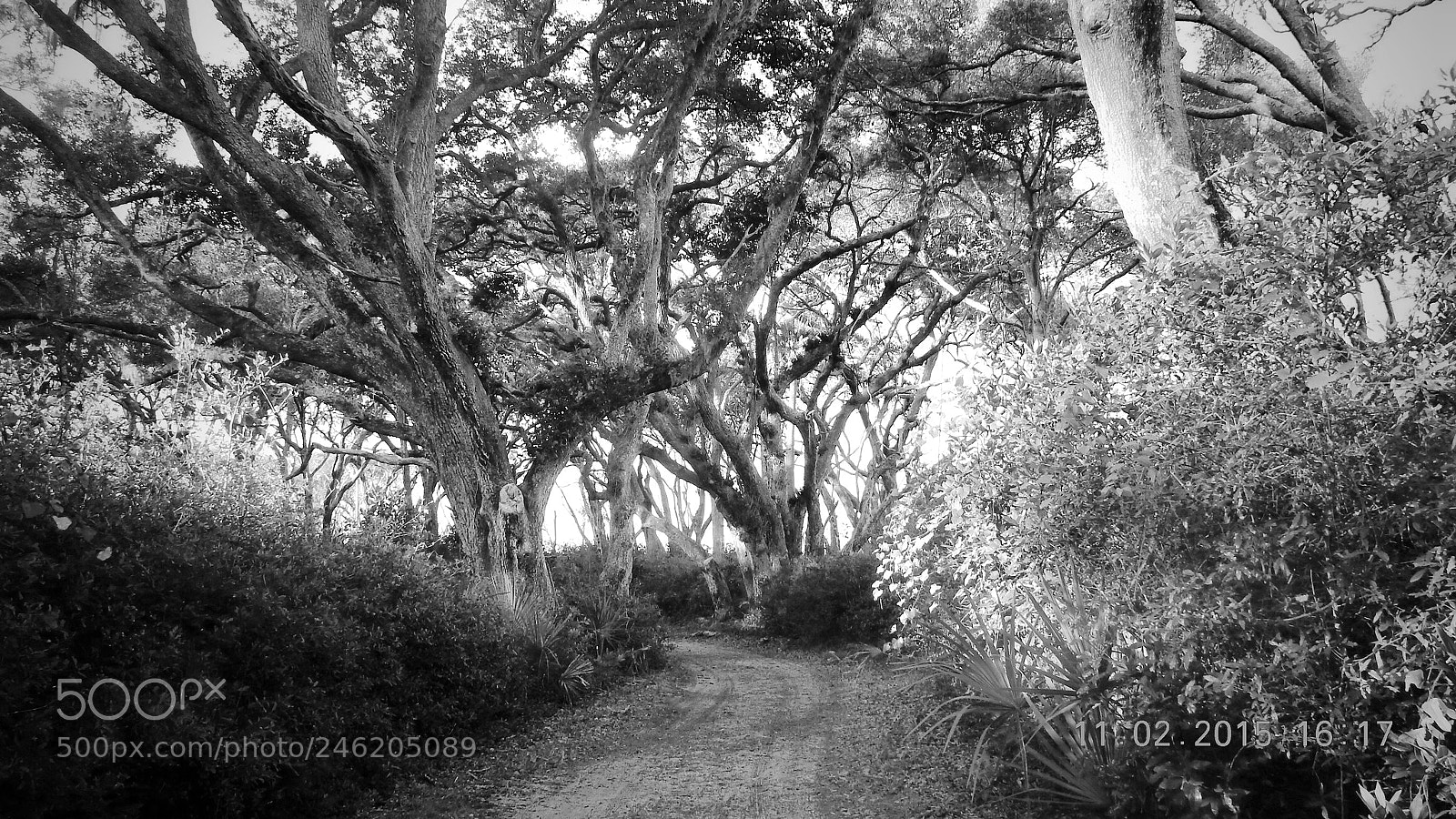Nikon Coolpix S9900 sample photo. A black and white photography