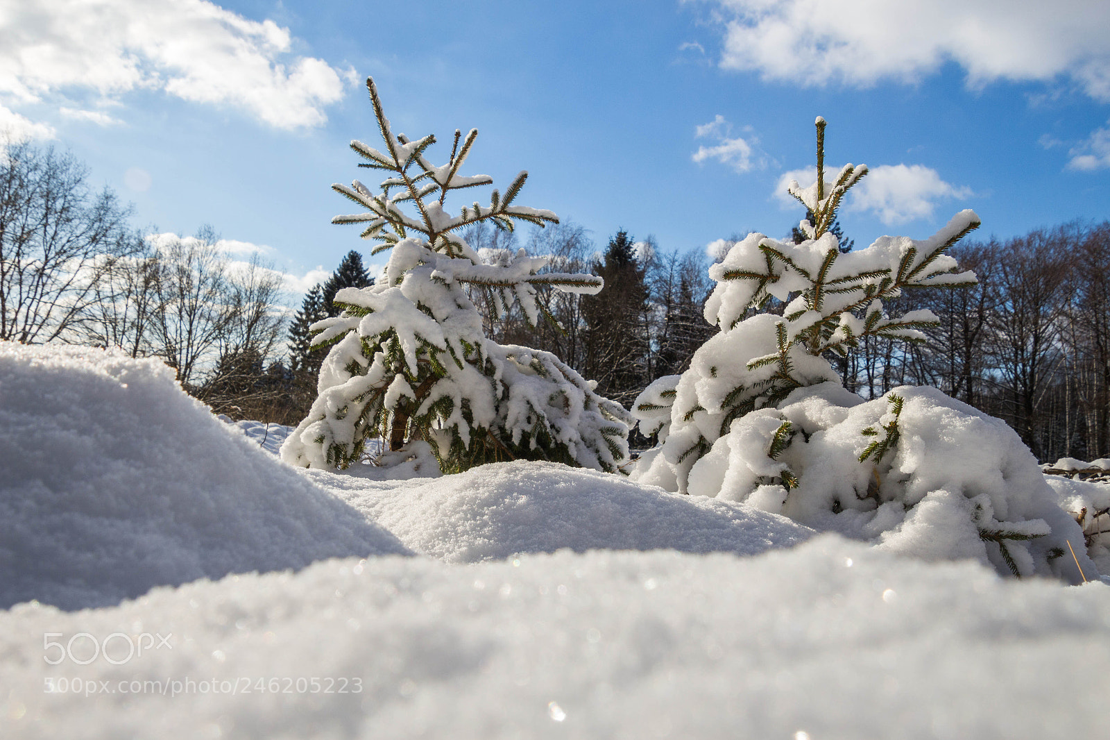 Canon EOS 700D (EOS Rebel T5i / EOS Kiss X7i) sample photo. Winter wonderland photography