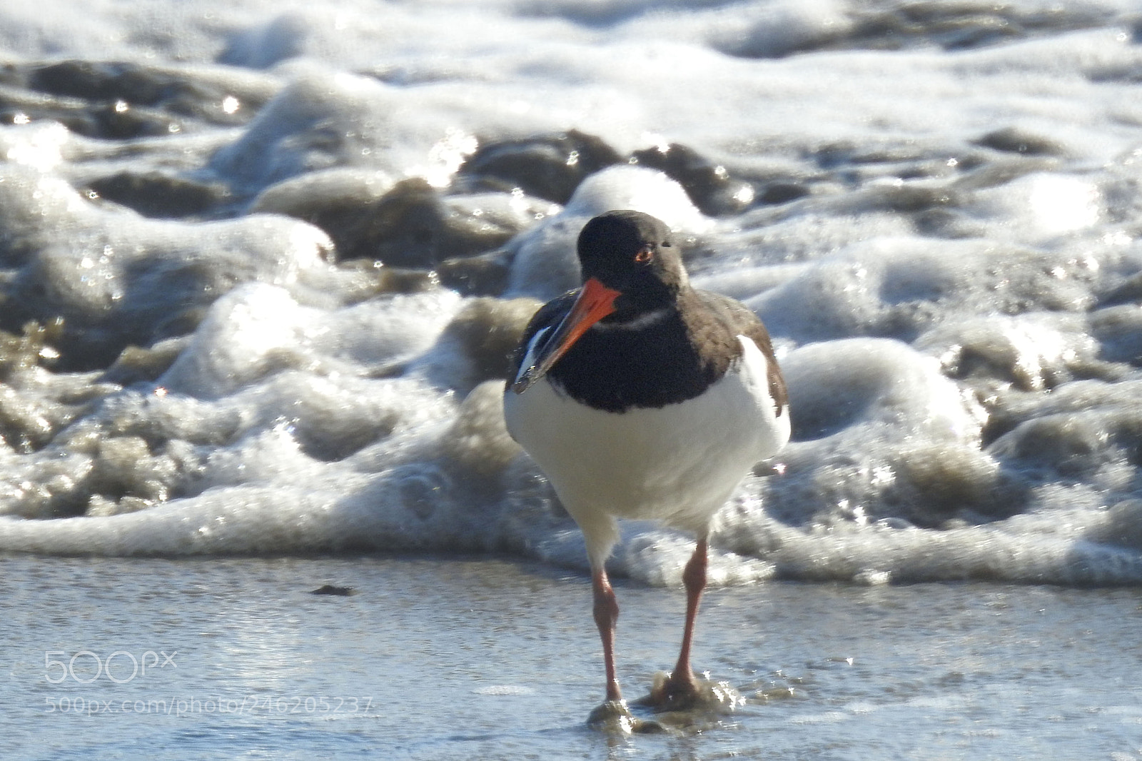 Nikon Coolpix P900 sample photo. Oyster catcher photography